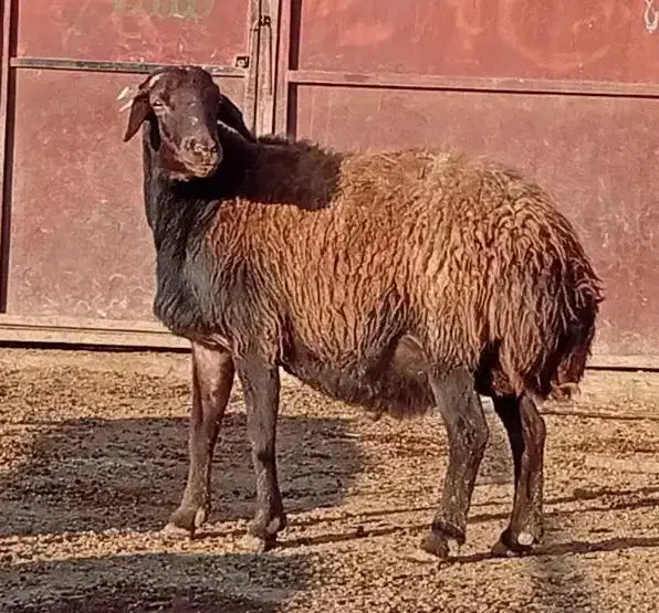 قوچ هترو|حیوانات مزرعه|طاغنکوه, |دیوار