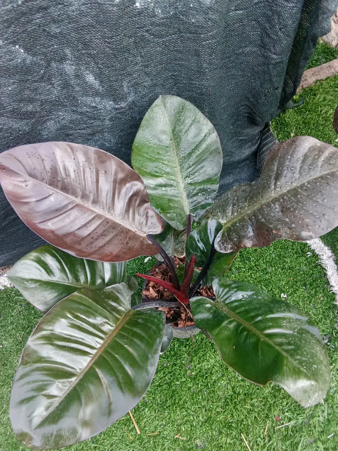 انواع گل گیاه|گل و گیاه طبیعی|خورموج, |دیوار