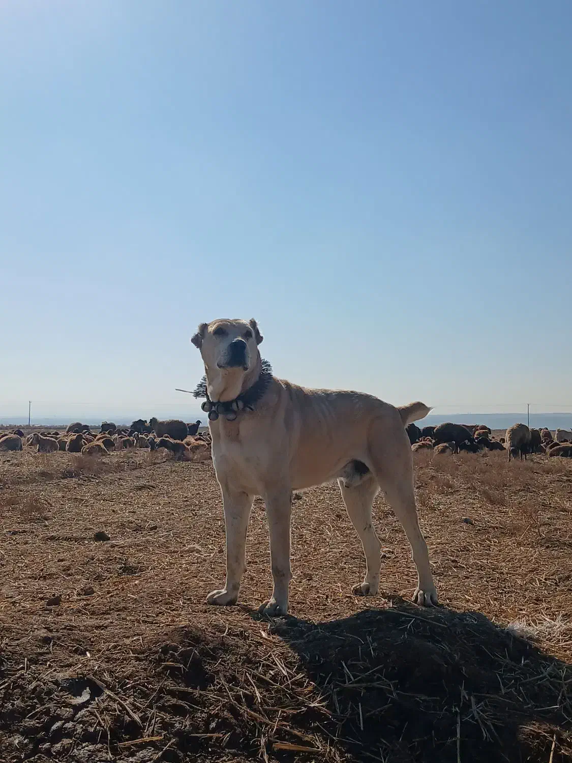 سگ افغانی|سگ|مشهد, كنويست|دیوار