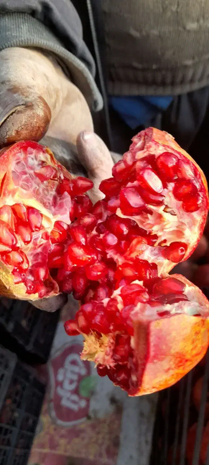 انار کاشمر|عمدهفروشی|کاشمر, |دیوار