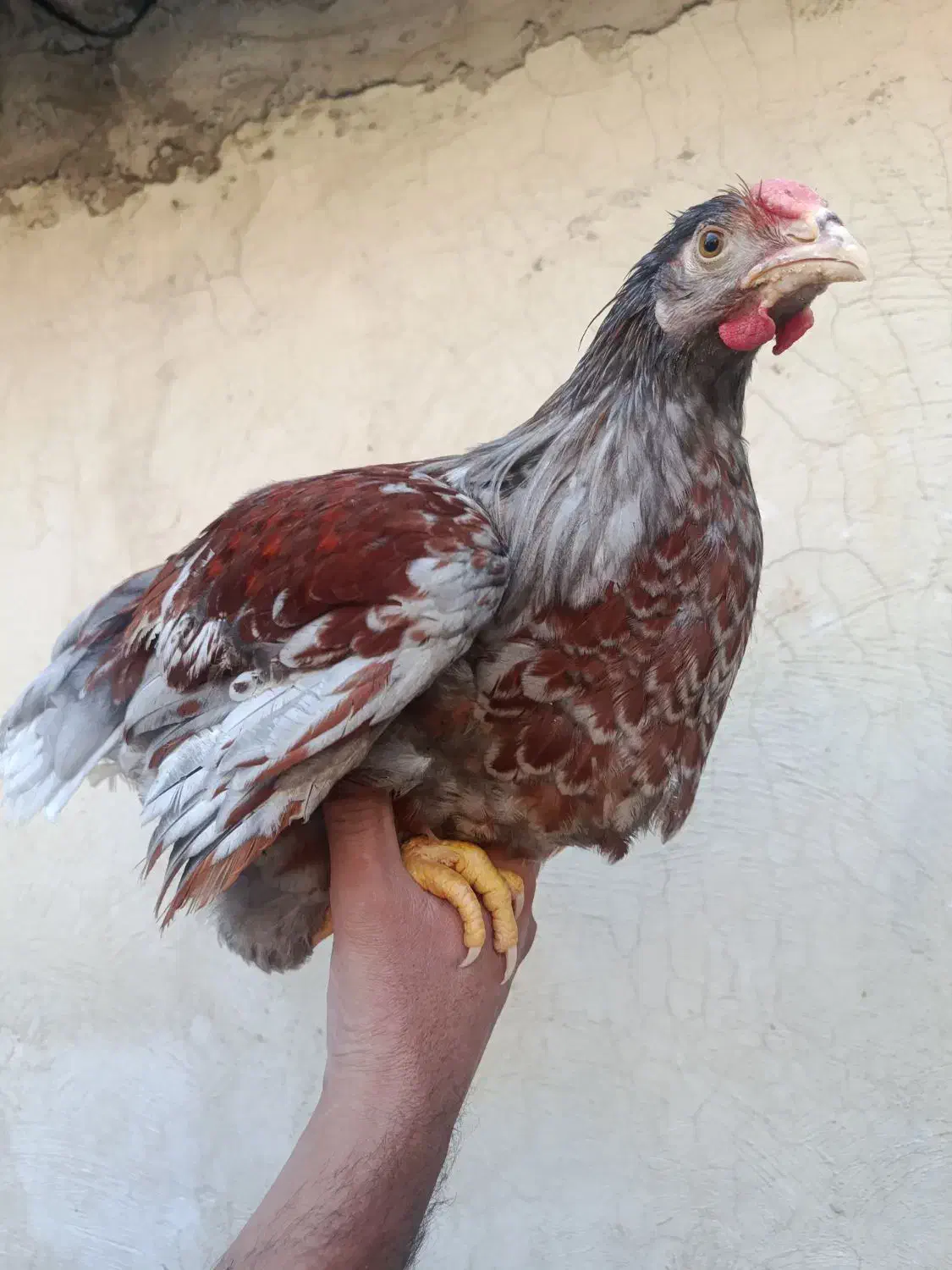 یک ست مرغ و خروس ویاندوت اورنج نیمچه|حیوانات مزرعه|تهران, مشیریه|دیوار