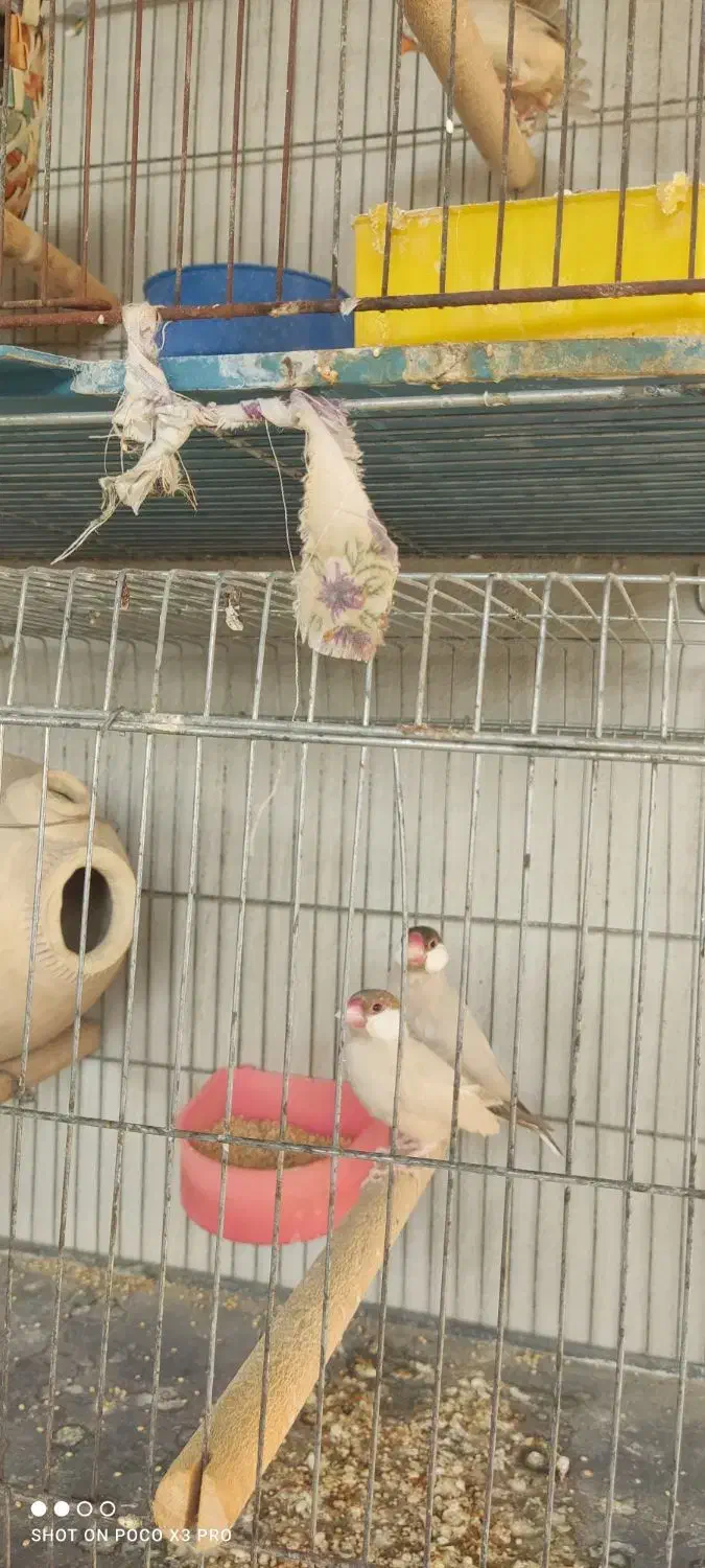 فروش جفت نرگسی شکلاتی|پرنده|میناب, |دیوار