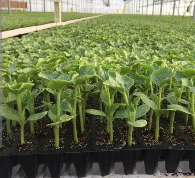 پارتنر گل و گیاه|فعالیت داوطلبانه|اشترینان, |دیوار