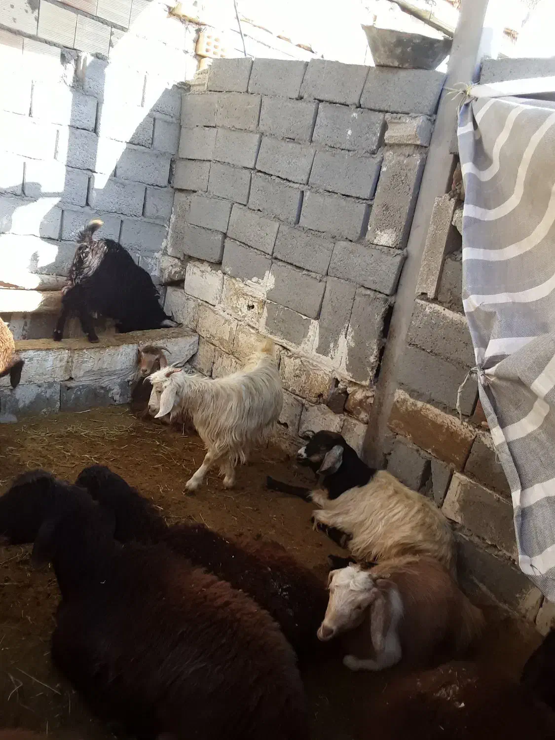 گاو|حیوانات مزرعه|تیکمه داش, |دیوار