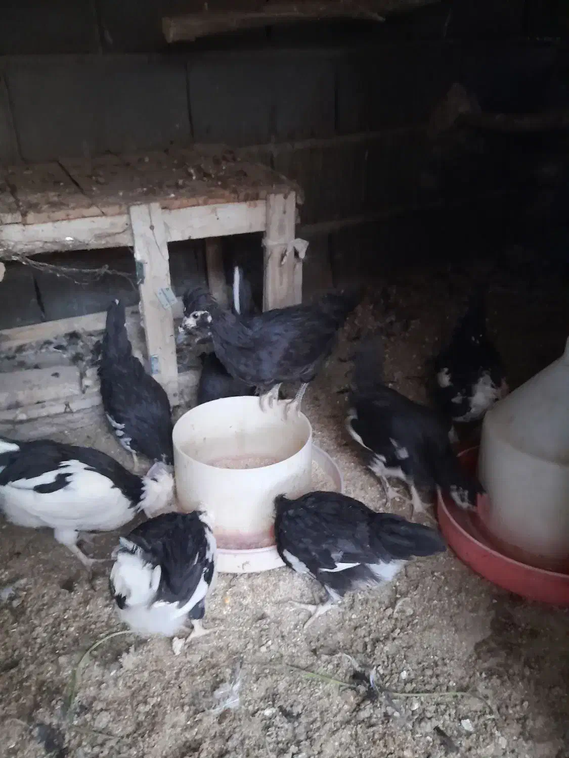 مرغ و جوجه و خروس گلین|حیوانات مزرعه|اصفهان, درب سیبه علیا|دیوار