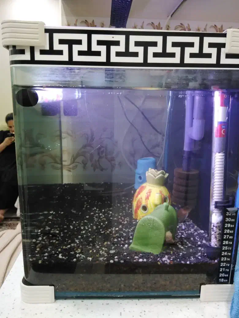 اکواریوم|ماهی|تهران, فلسطین (میدان انقلاب)|دیوار