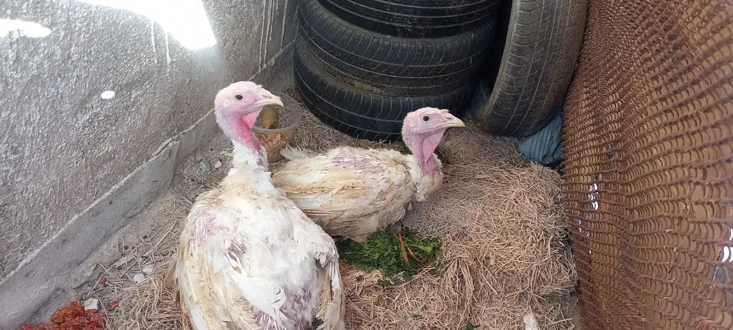 بوقلمون بیوتی|حیوانات مزرعه|سبزوار, کوی بهار|دیوار