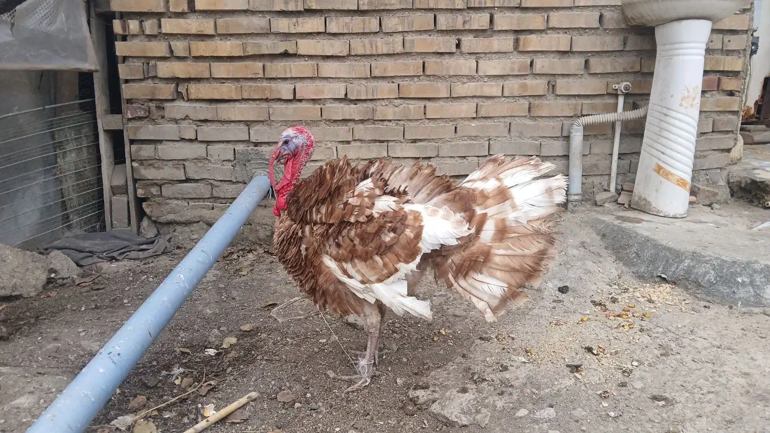 بوقلمون|حیوانات مزرعه|آزادشهر, |دیوار