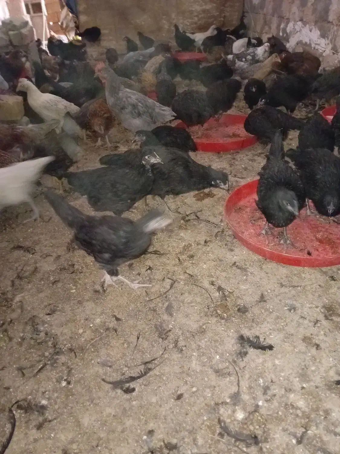 کاسرک مرغ وخروس۴ماه محلی اصل(واکسن خورده)|حیوانات مزرعه|رفسنجان, |دیوار