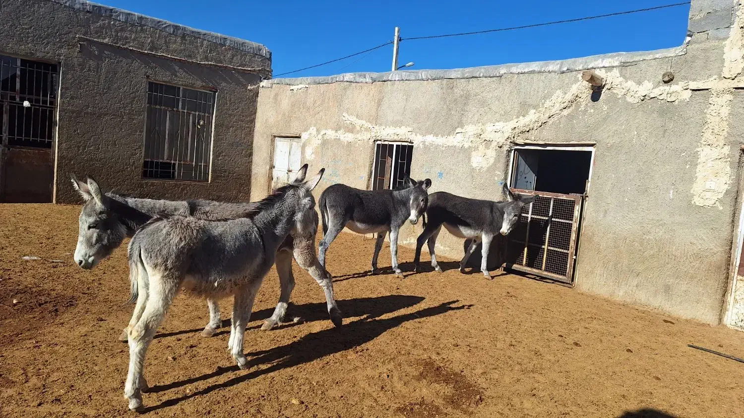 فروش الاغ|حیوانات مزرعه|شیراز, بید زرد|دیوار