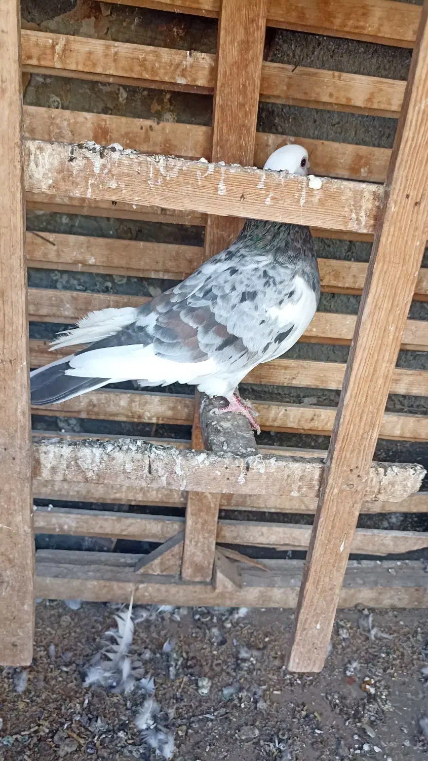 شازده هفرنگ ماده قولدور  پرشی بشرط|پرنده|طرقبه, |دیوار