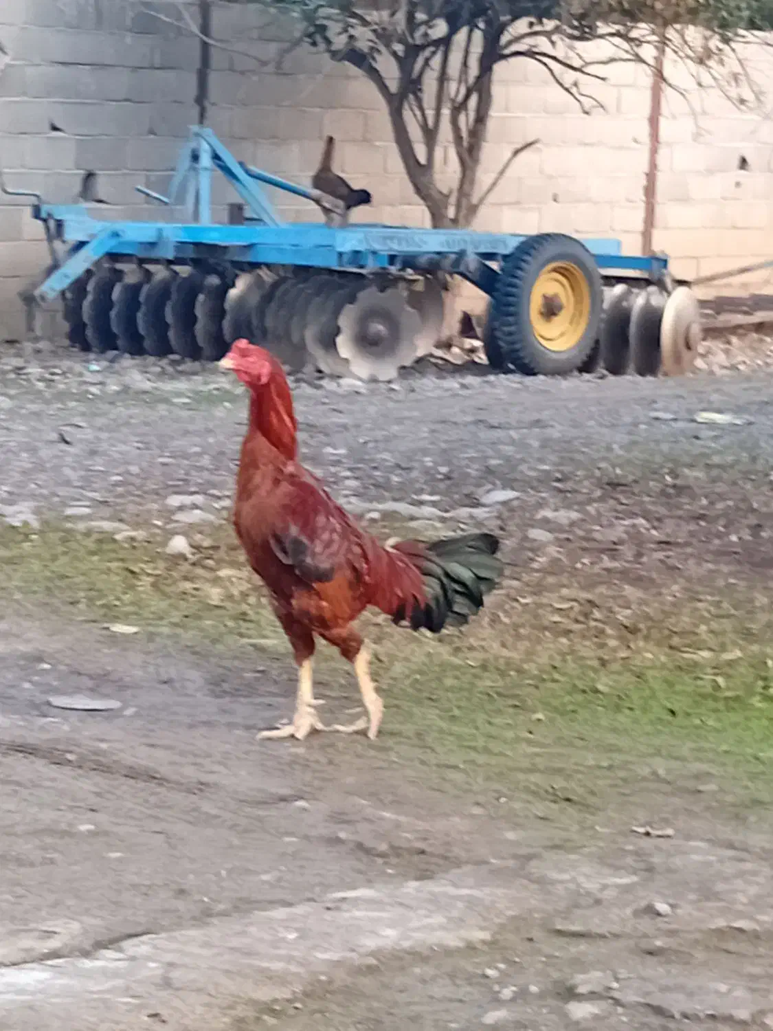 خروس لاری|حیوانات مزرعه|علی‌آباد کتول, |دیوار