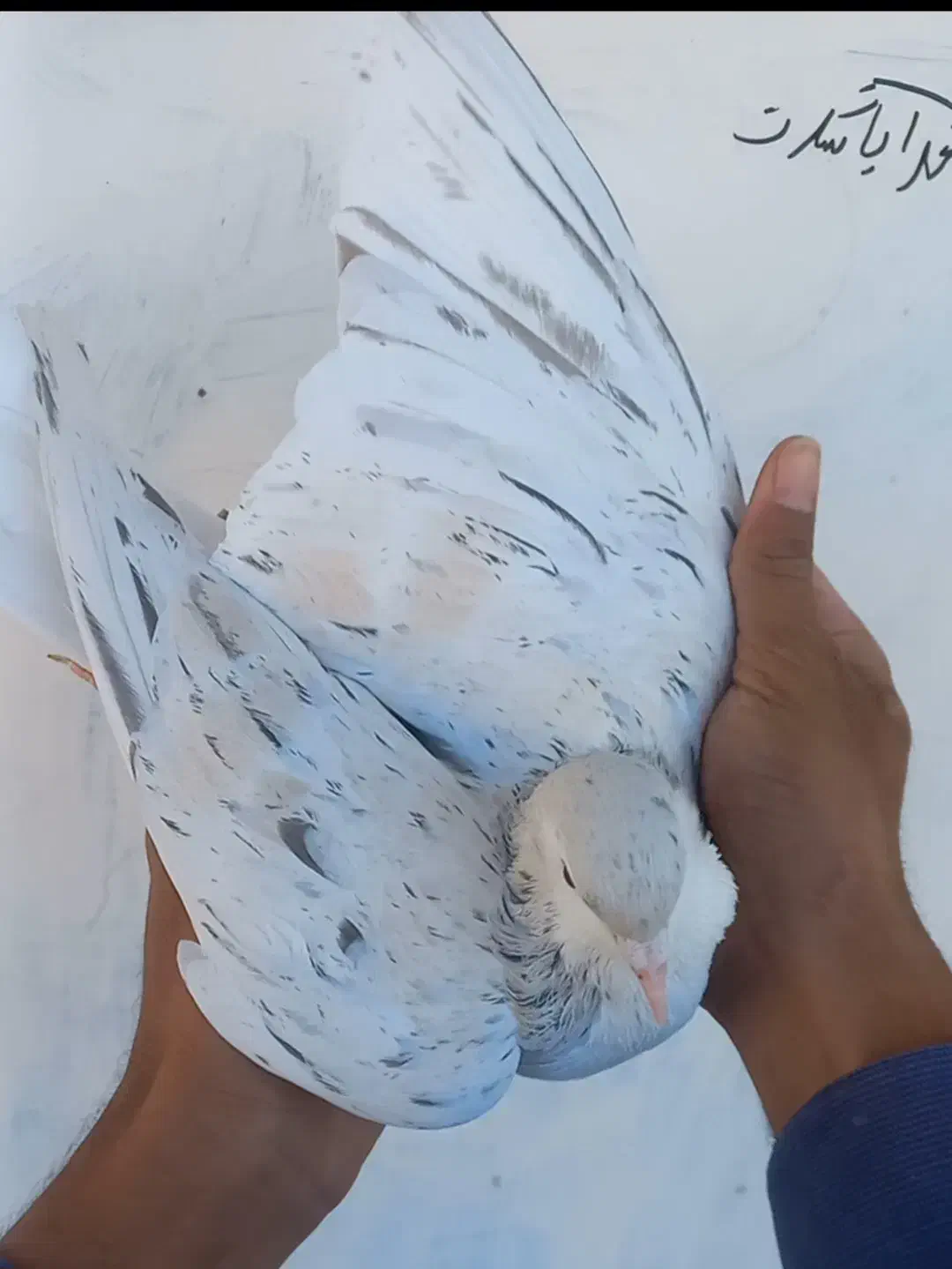 کبوتر  هفت رنگ  لطفا اگهی کامل خوانده شود|پرنده|زاوه, |دیوار