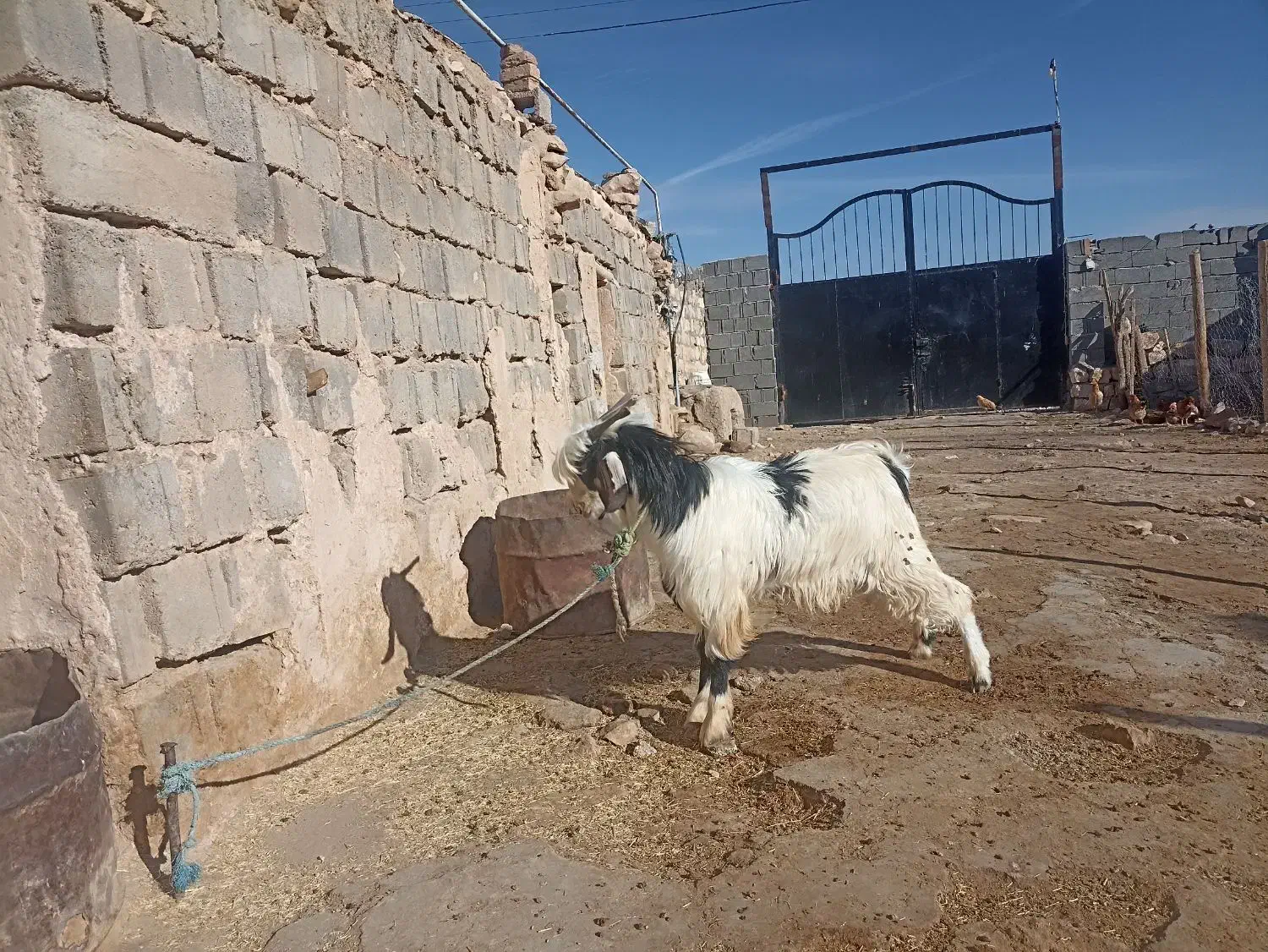 بز نر|حیوانات مزرعه|فیروزآباد, |دیوار