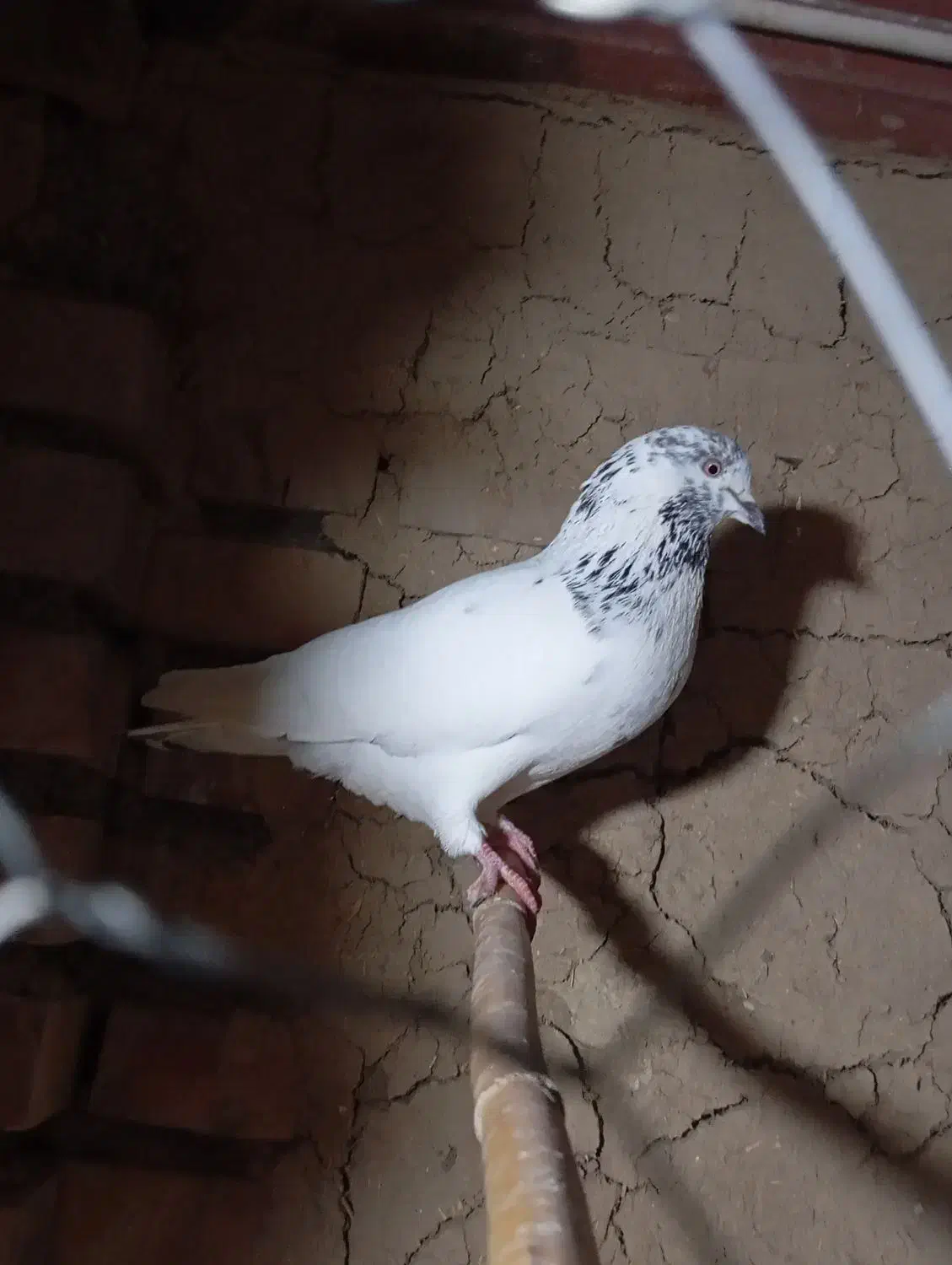 کفتر فروشی|پرنده|مینودشت, |دیوار