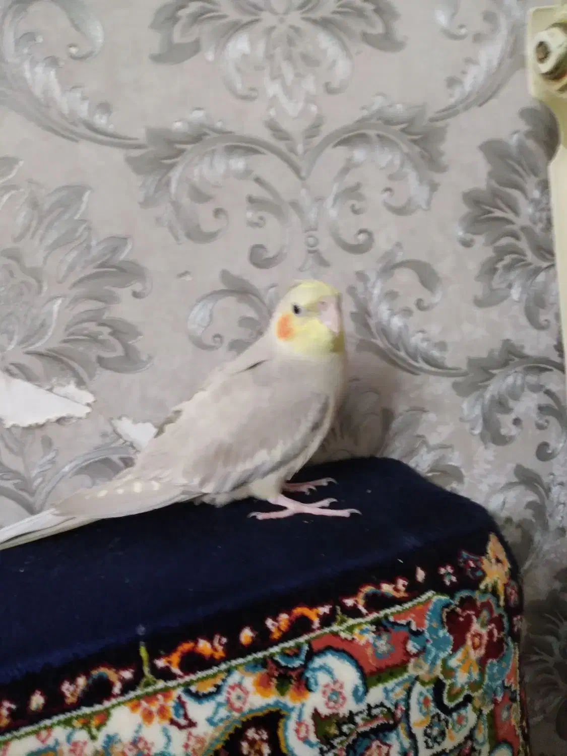 عروس هلندی نر ۱ساله|پرنده|تهران, شهرک رضویه|دیوار