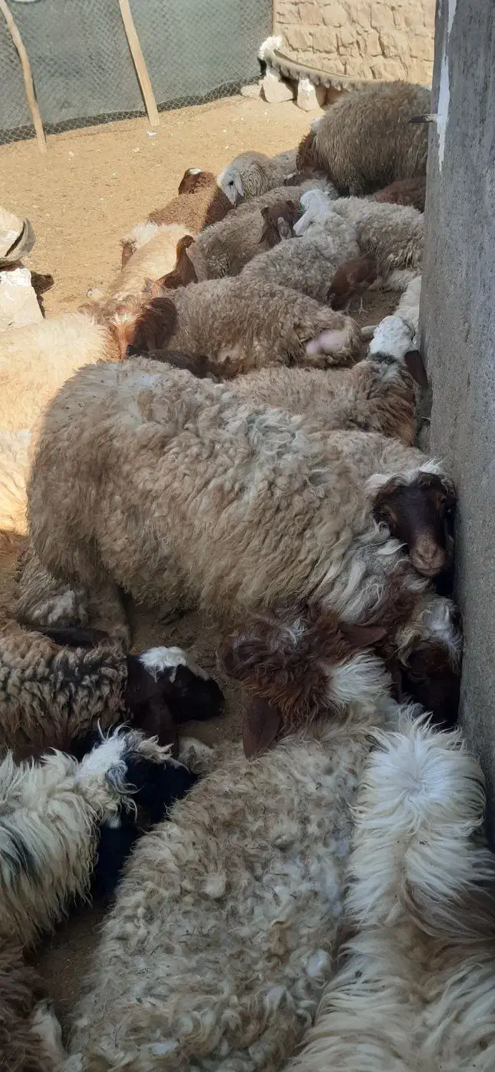 بره نر کشتاری و صادراتی سفید جفتی ۱۰۰ کیلو|حیوانات مزرعه|رومشکان, |دیوار