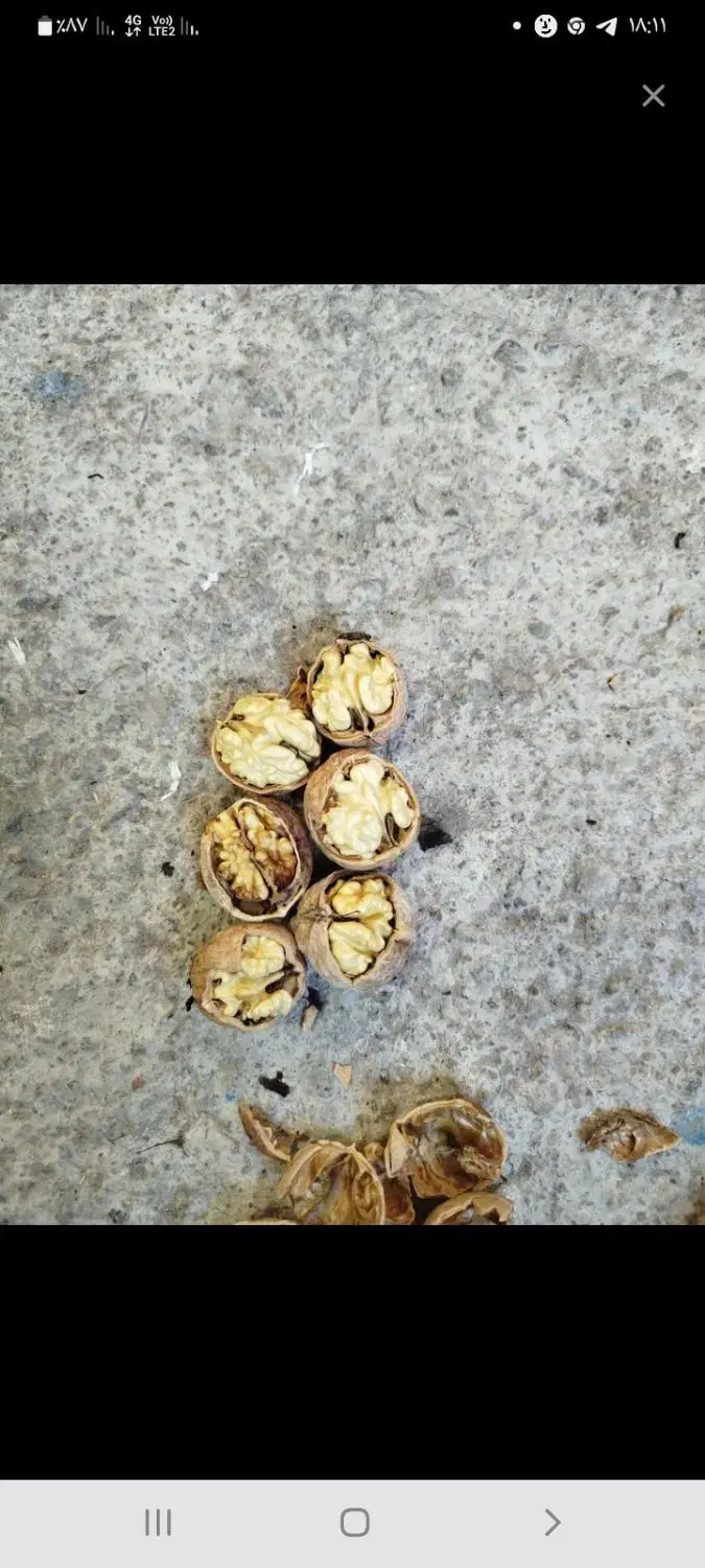 گردو|عمده‌فروشی|آذرشهر, |دیوار