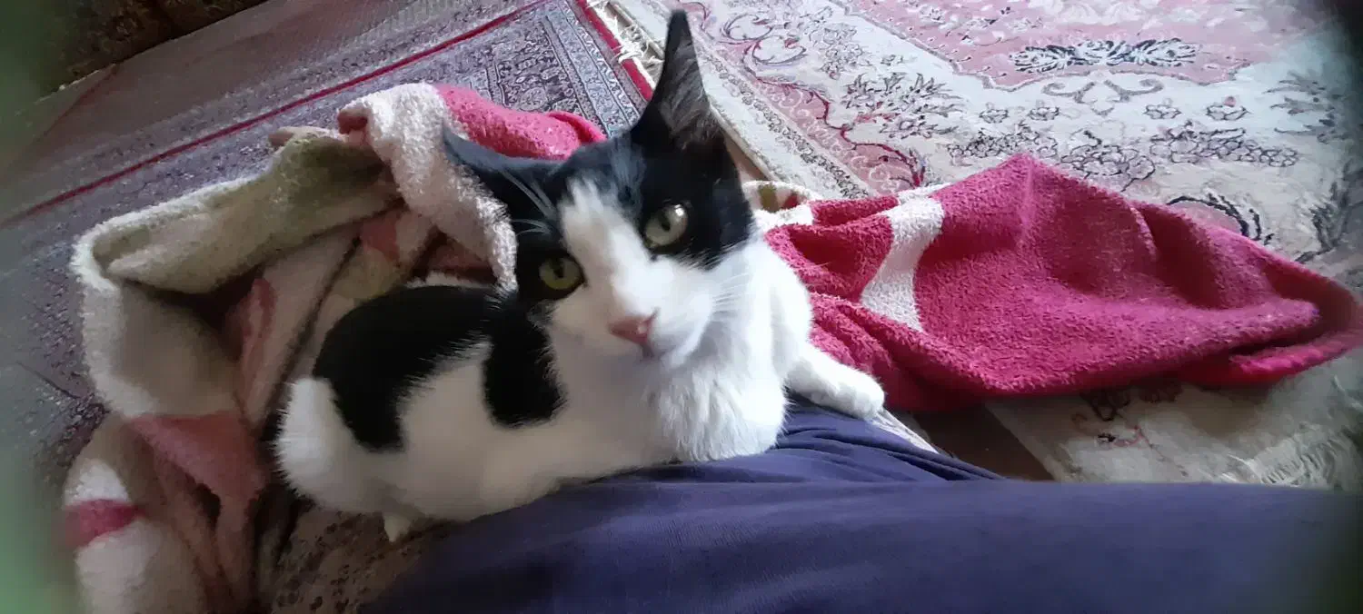 گربه|گربه|سنندج, |دیوار