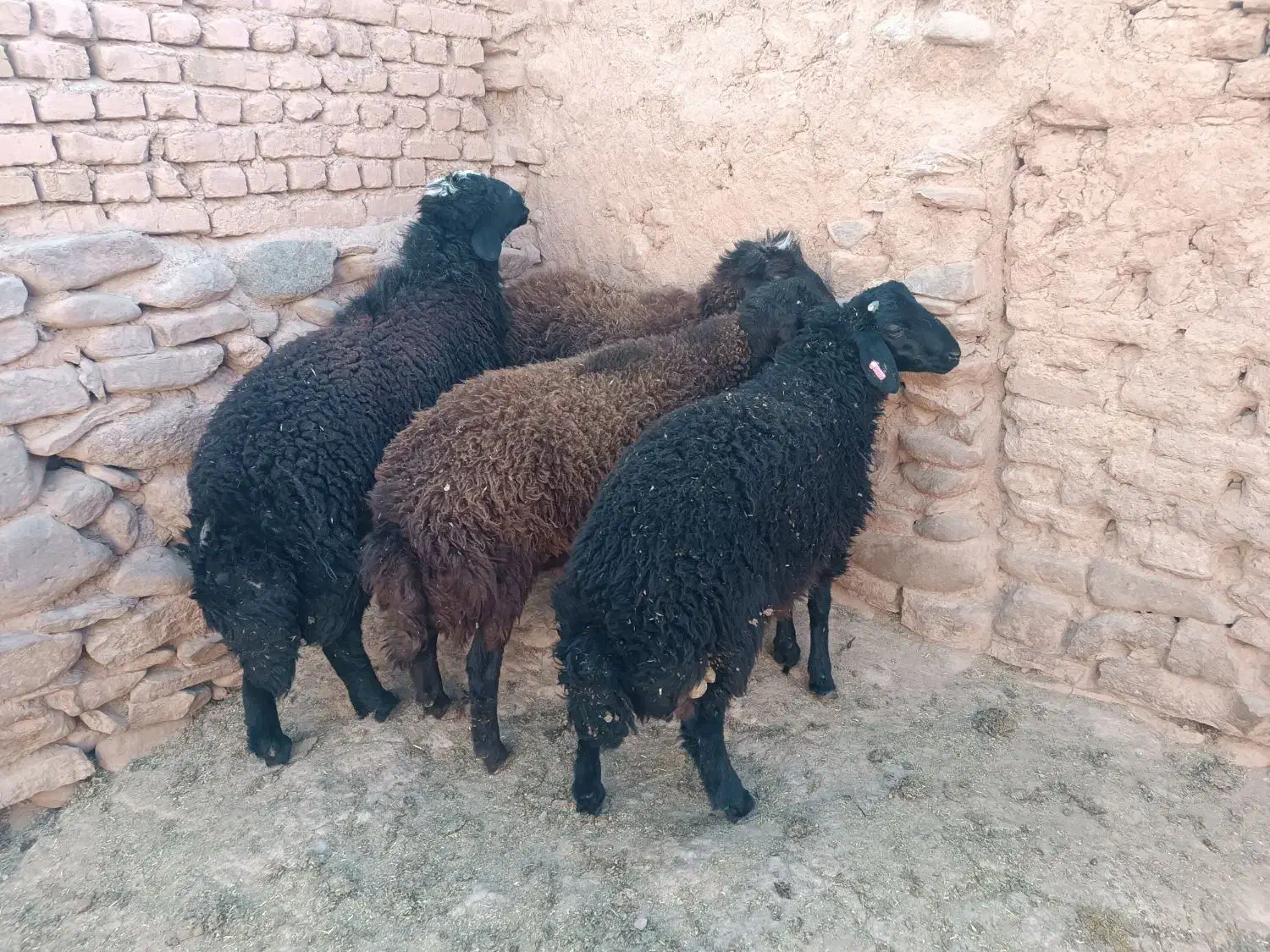 بره قوچ همو|حیوانات مزرعه|تربتحیدریه, باغ ملی|دیوار