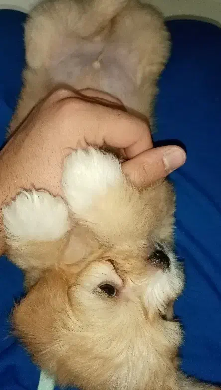 toga|سگ|قزوین, |دیوار