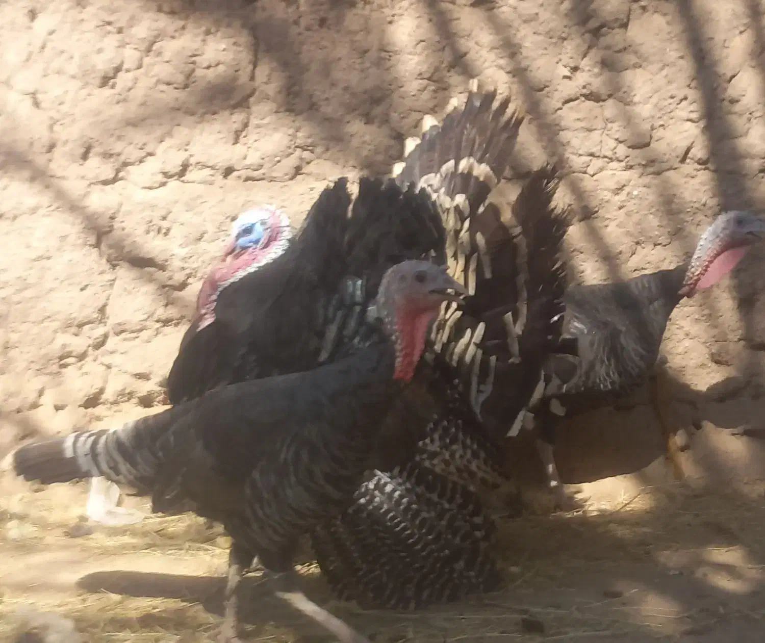 بوقلمون|حیوانات مزرعه|بم, |دیوار