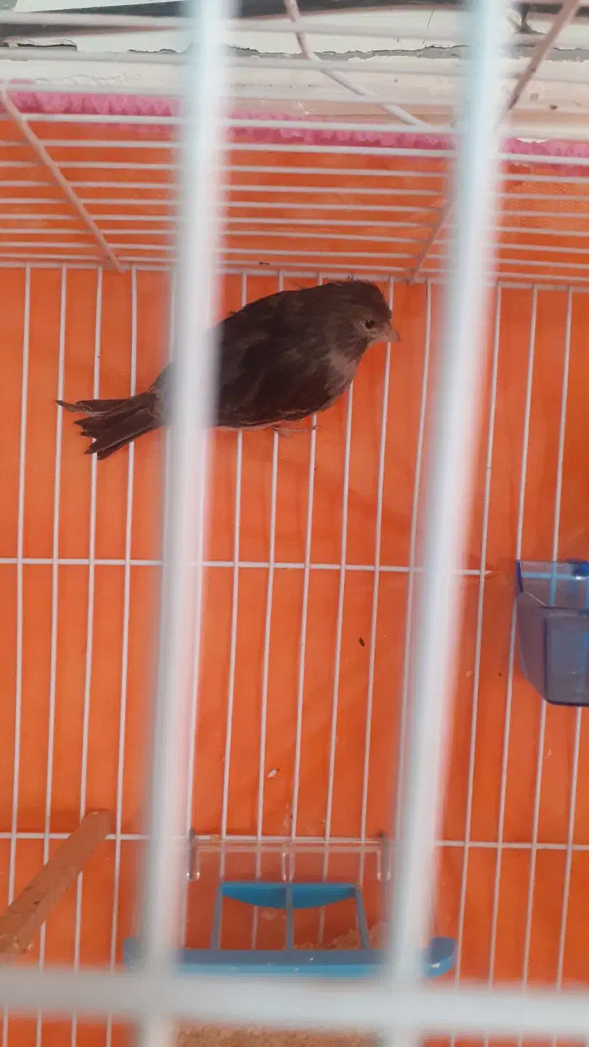 قناری ماده|پرنده|قوچان, |دیوار