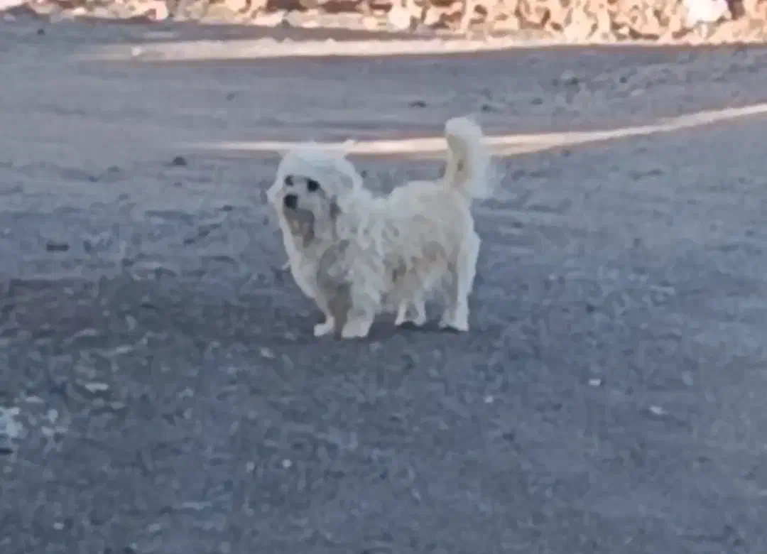 سگ پاکوتاه|سگ|رفسنجان, |دیوار