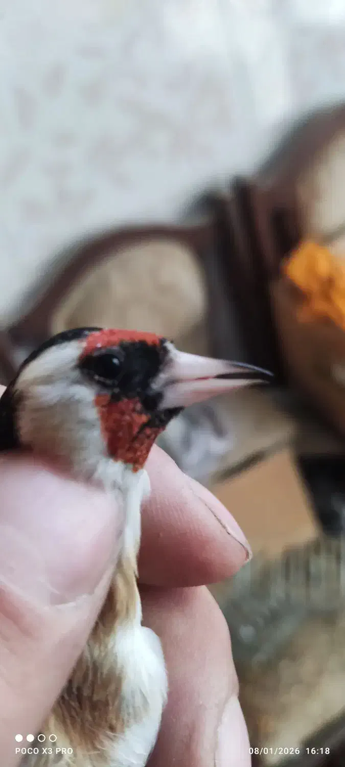 سهره نر دوساله|پرنده|اردبیل, |دیوار