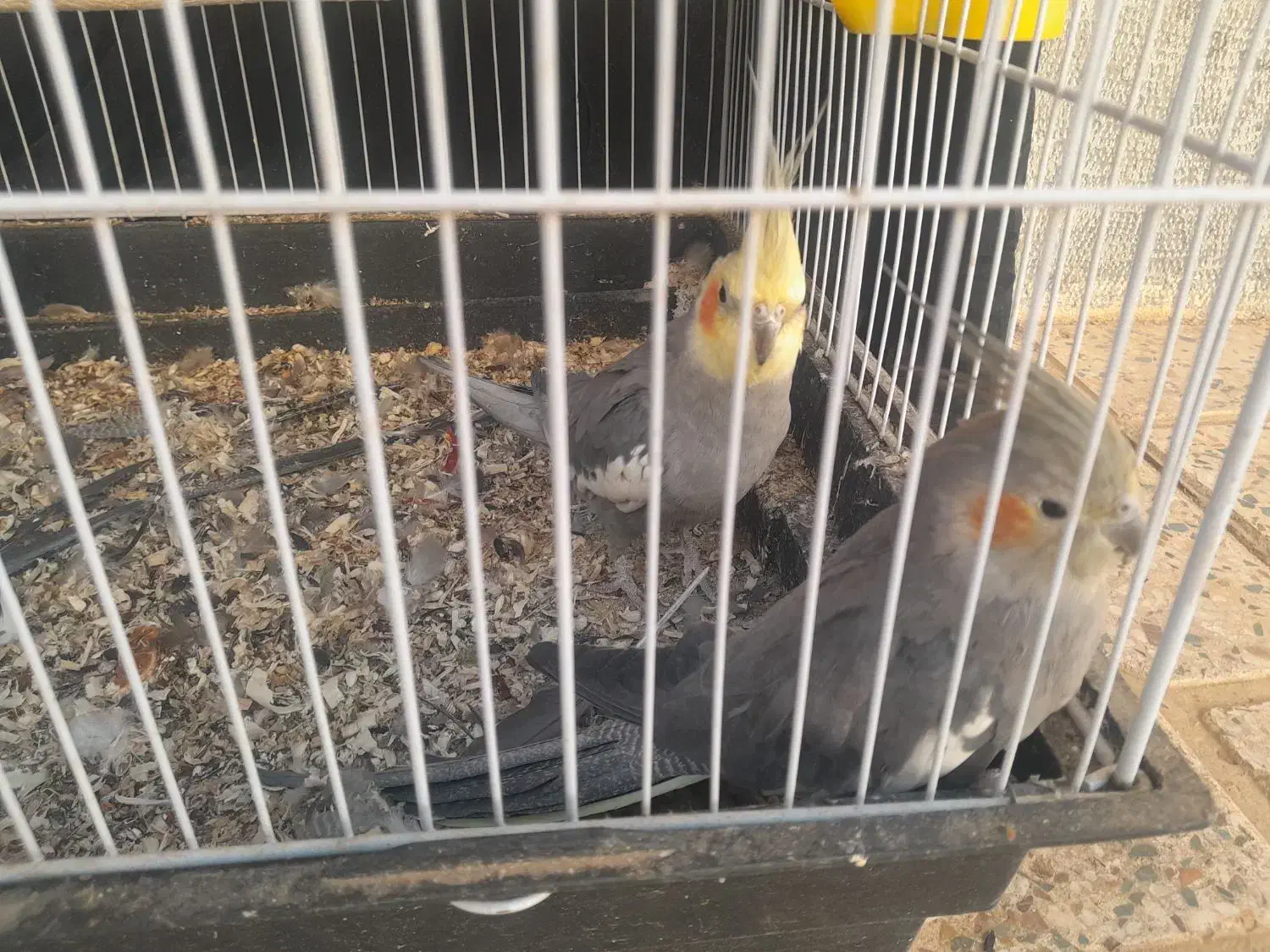 یک جفت مولد هلندی|پرنده|برخوار, |دیوار