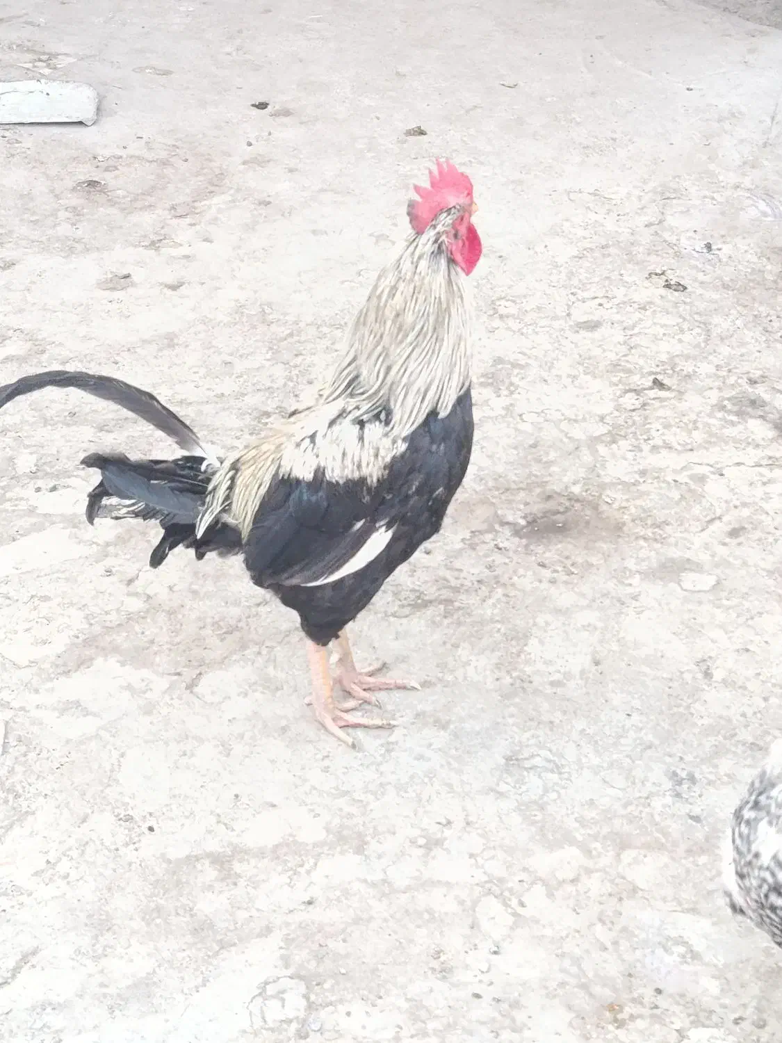 مرغ و خروس|حیوانات مزرعه|ایرانشهر, |دیوار