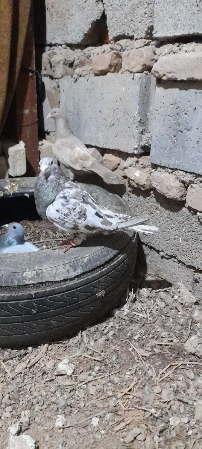 کبوتر پرنده دورگ|پرنده|سوسنگرد, |دیوار