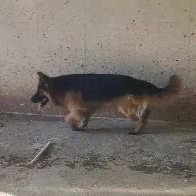 ژرمن نر|سگ|اردبیل, |دیوار