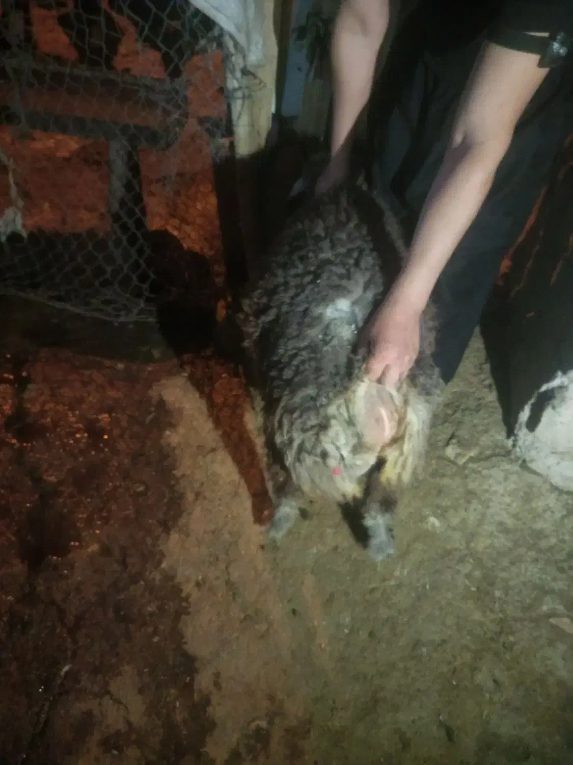 اراس‌بره|حیوانات مزرعه|دهدشت, |دیوار