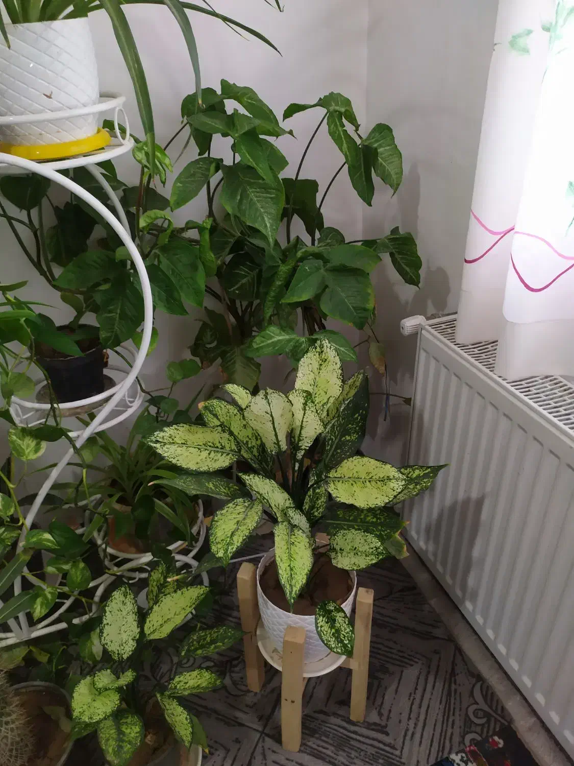 26عدد گل و استند فروشی|گل و گیاه طبیعی|محمدیه-قزوین, |دیوار