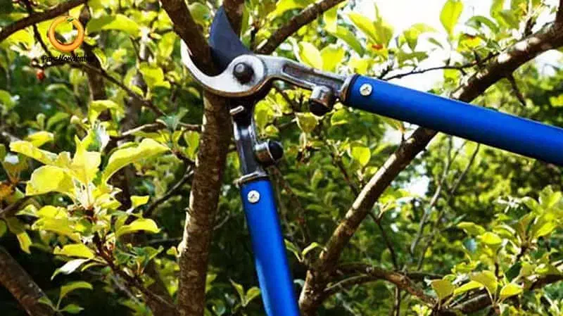 سم‌پاشی  و هرس اصولی درختان / خدمات کامل باغداری|خدمات باغبانی و درختکاری|محمدشهر, زیبادشت|دیوار