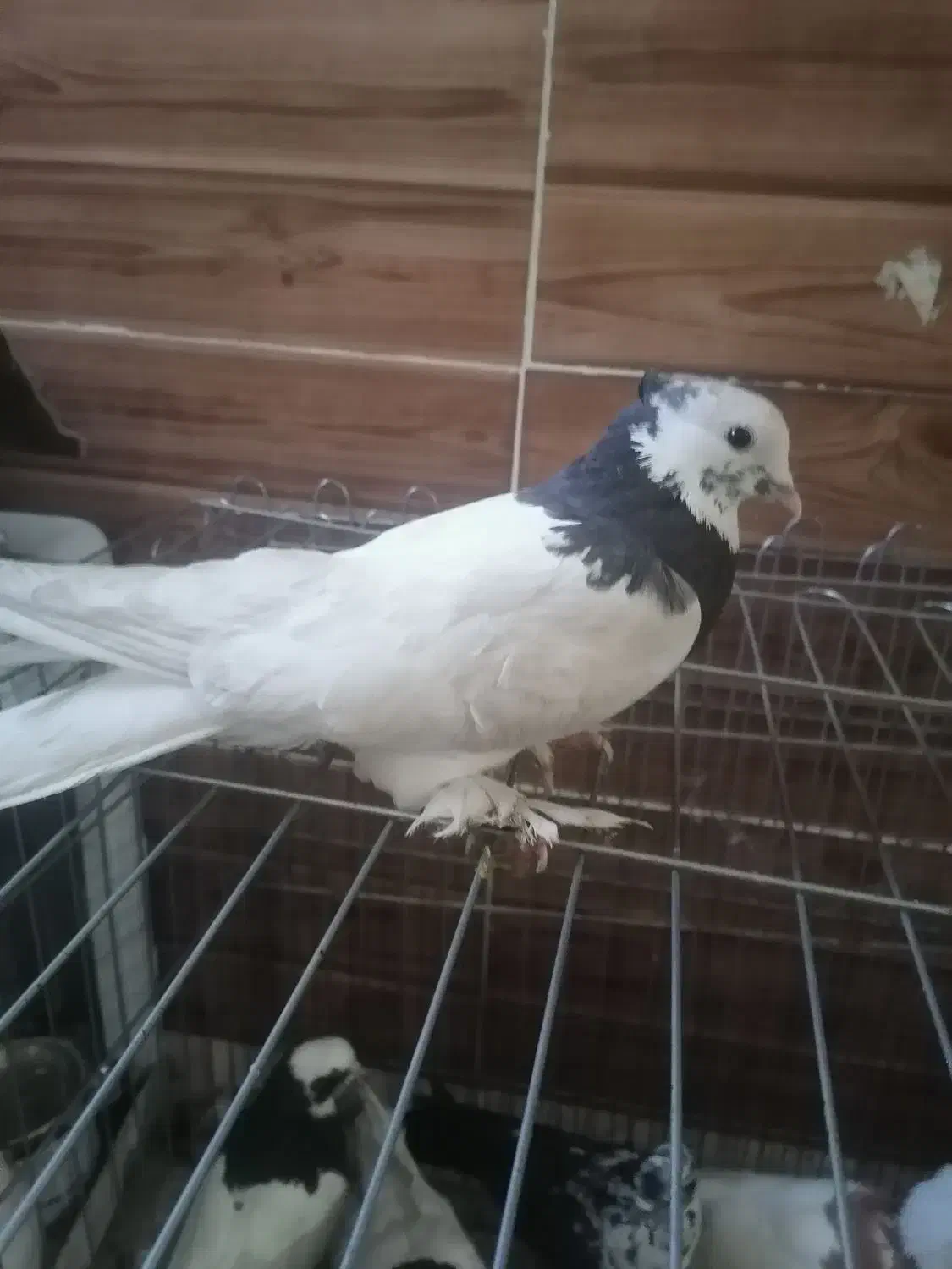 چهار عدد کبوتر|پرنده|شیراز, سعدیه شمالی|دیوار