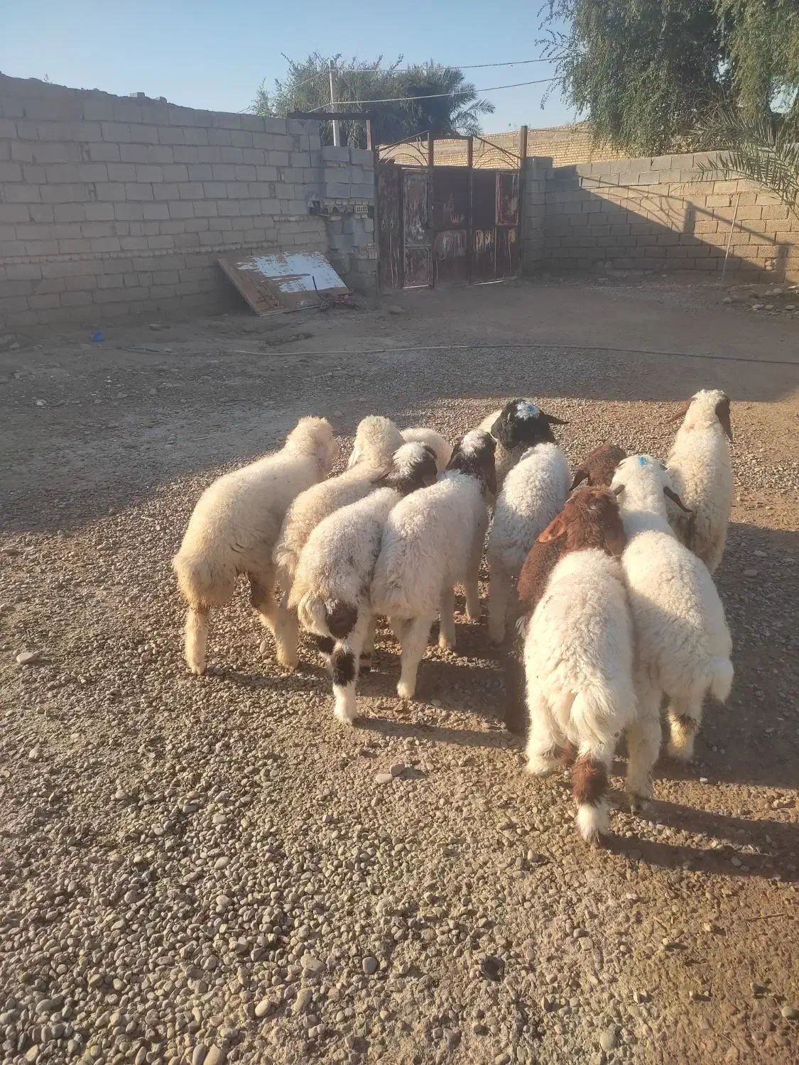 بره گوسفند.بز|حیوانات مزرعه|اهواز, شریعتی جنوبی|دیوار