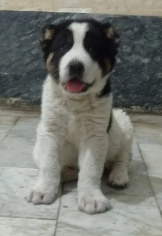 توله سگ الابای نرو ماده زیر فی نگهبان گله ای محافظ|سگ|اصفهان, شهرک کاوه|دیوار