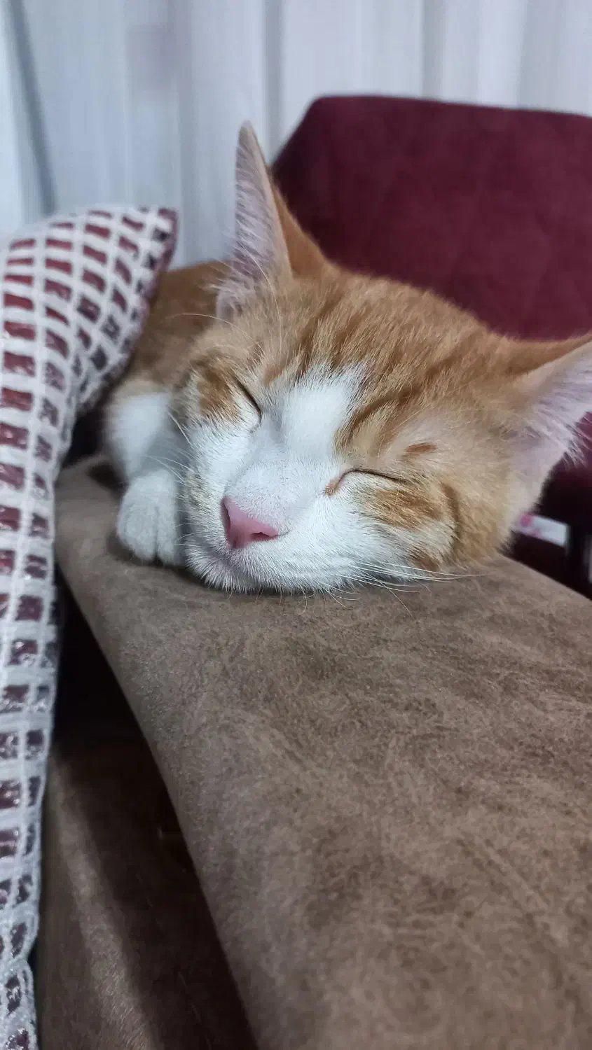 واگذاری گربه DSH نارنجی شیطون و بازیگوش|گربه|محمدشهر, ولدآباد|دیوار