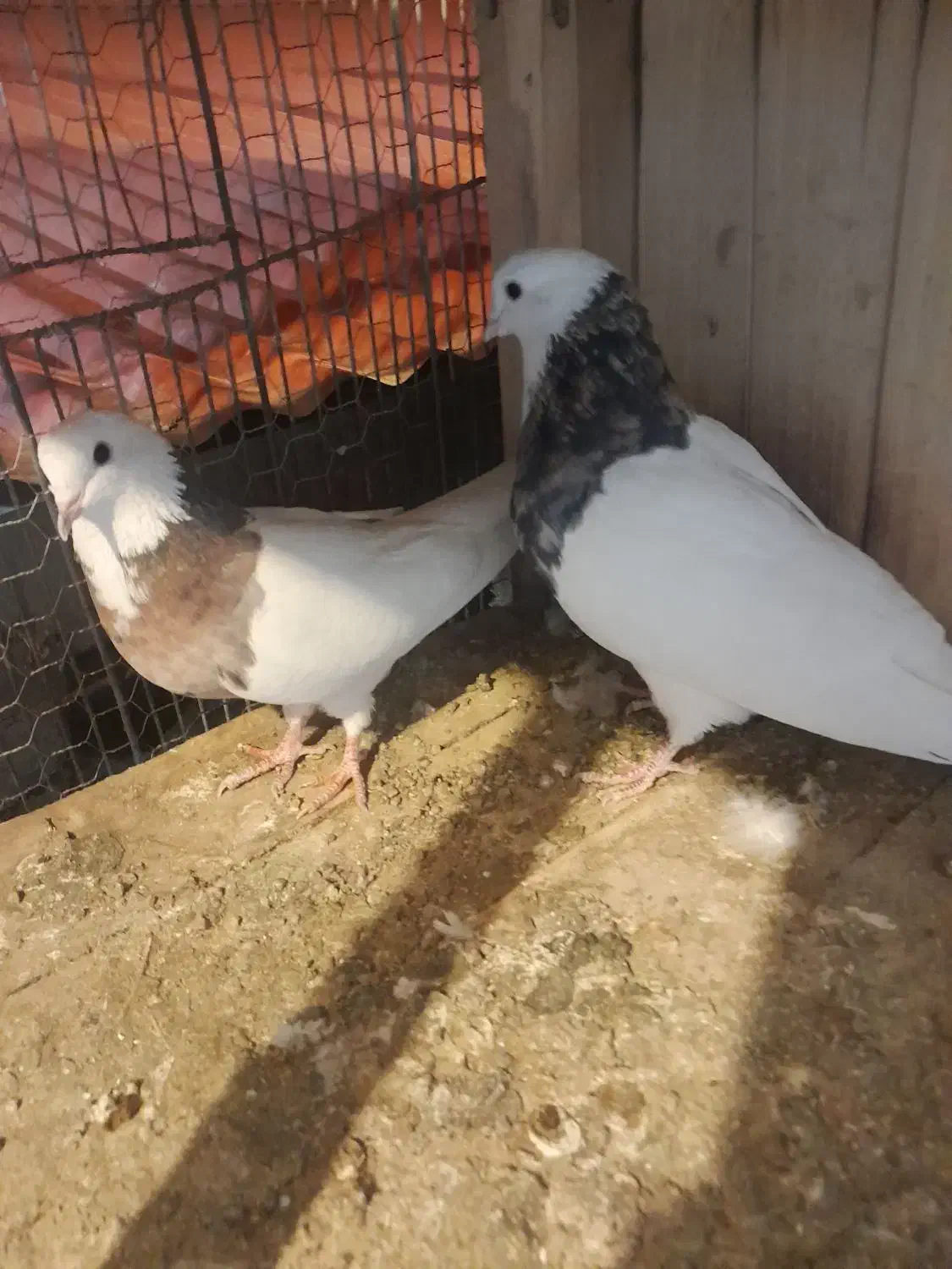 کفتر تزیینی|پرنده|قم, نخودی|دیوار