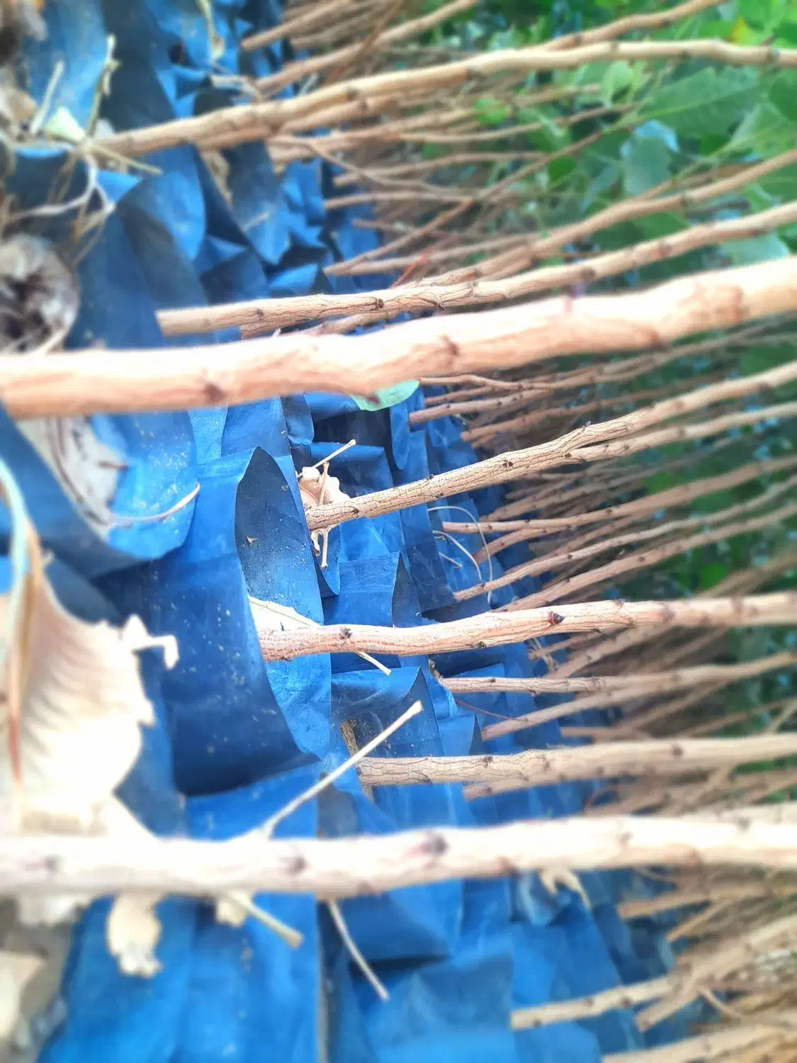 نهال پسته|خدمات باغبانی و درختکاری|مشهد, انصار|دیوار