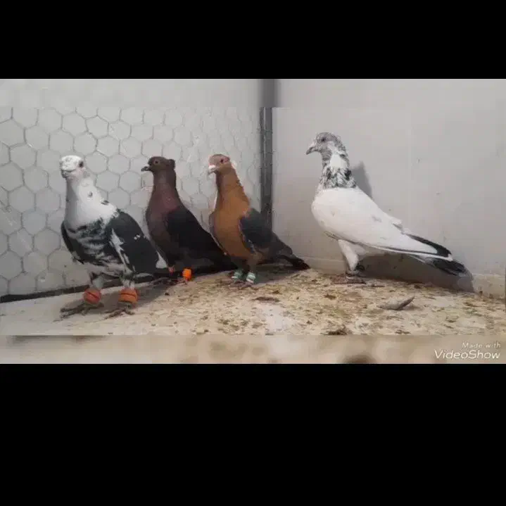 خرید و فروش پرنده|پرنده|سرایان, |دیوار