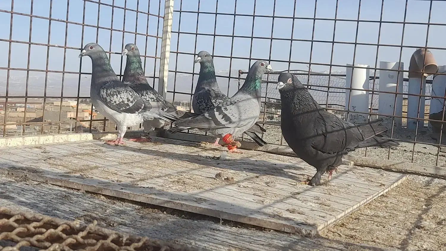 کبوتر بوم پرشی دانه ۲۵۰|پرنده|چناران, |دیوار