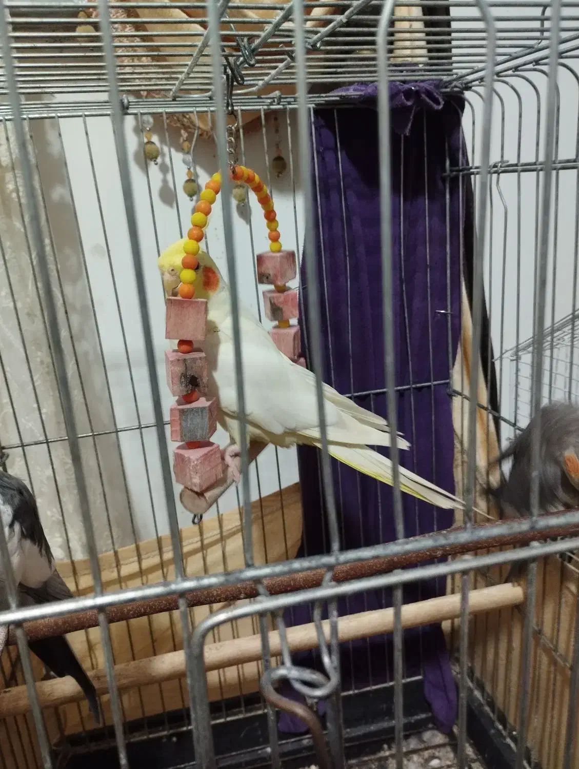 عروس هلندی،فروش یا معاوضه|پرنده|صومعهسرا, |دیوار