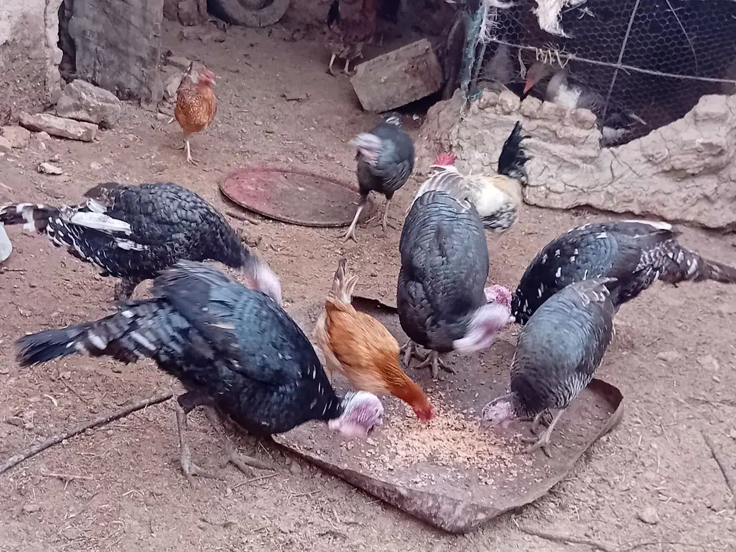 بوقلمون|حیوانات مزرعه|نیمروز, |دیوار