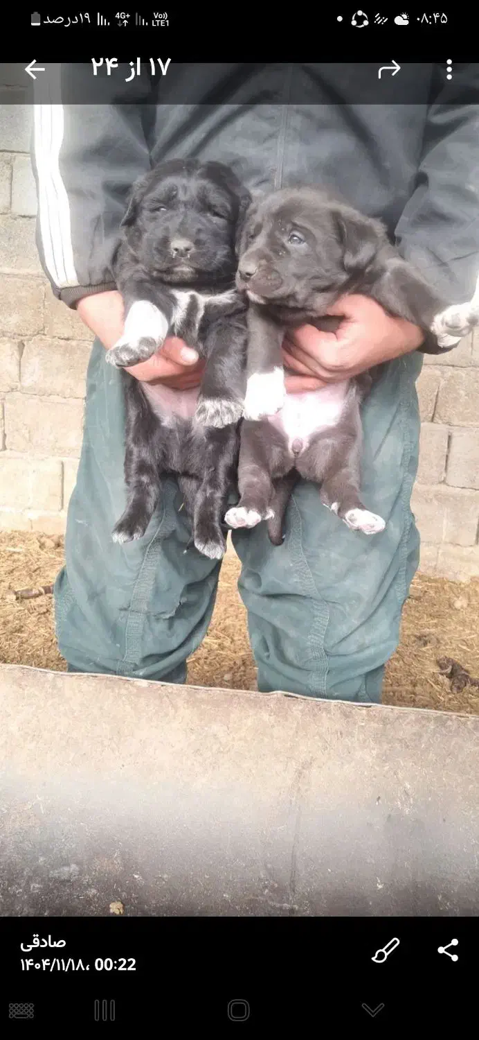 توله قدرجونی|سگ|فولادشهر, فولادشهر|دیوار