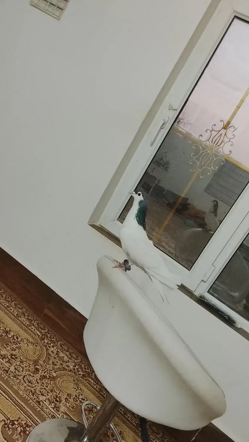 رنگه خوب هوایی چپ. وخال هردونر|پرنده|تربت جام, جامی|دیوار