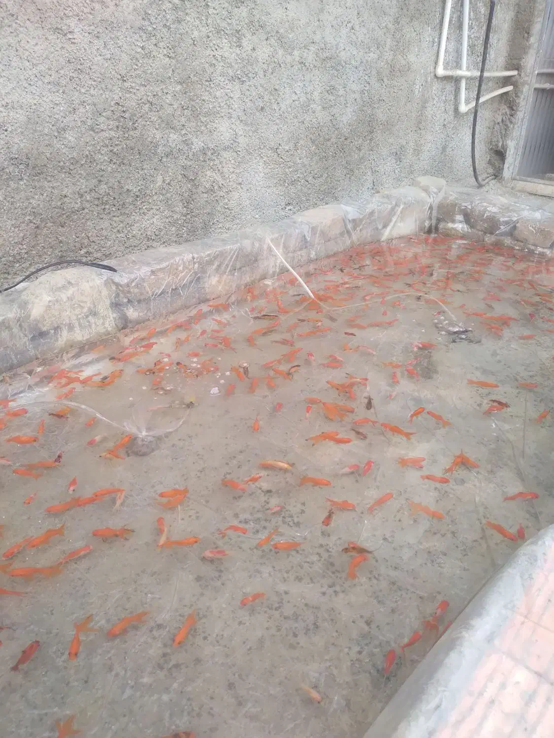 ماهی قرمز|ماهی|مزرعه کتول, |دیوار