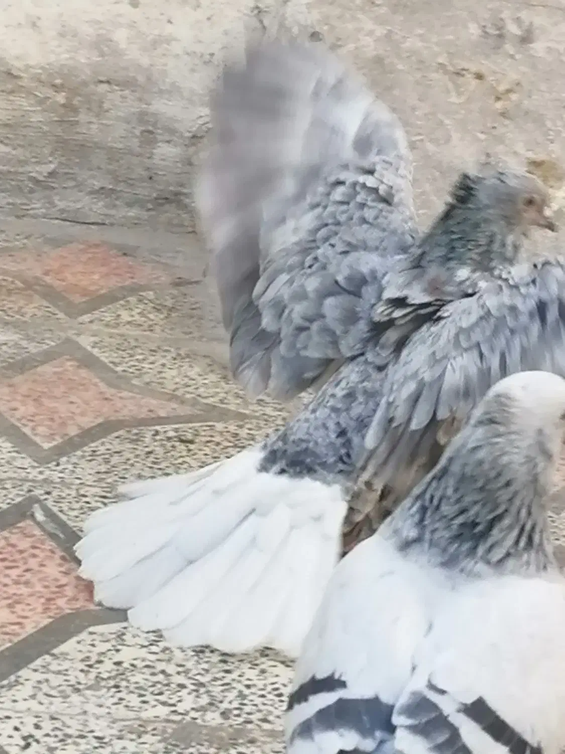 کفتر طوق آبی بردار سرور دم سفید شمعک تخت|پرنده|شیراز, سعدیه جنوبی|دیوار